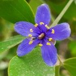 Guaiacum officinale Flower