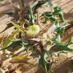 Atractylis babelii Flower