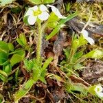 Saxifraga androsacea List