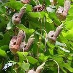 Aristolochia trilobata Yeri