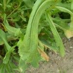 Grindelia integrifolia Fuelha