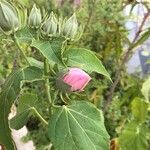 Hibiscus palustris Other