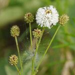 Dalea multiflora Blüte