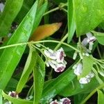 Paederia foetida Virág