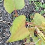 Rumex confertus Leaf