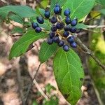 Viburnum rugosumFruit