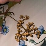 Nectandra oppositifolia Blomst