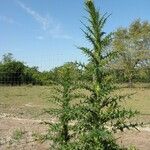 Cirsium nuttallii Alkat (teljes növény)