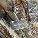 Melaleuca nodosa Bark