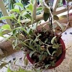 Tradescantia sillamontanaЛисток