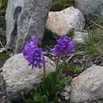 Primula glutinosa Blomst