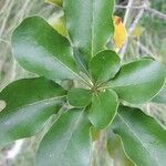 Pittosporum coccineum Fuelha