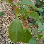 Cinnamomum camphora Foglia