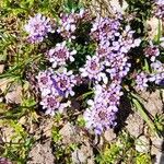 Iberis carnosa Flor
