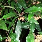 Pittosporum undulatum Blad