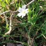 Cerastium brachypetalum Floare
