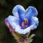 Lithodora hispidula 花