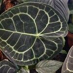 Anthurium clarinervium Yaprak