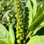 Phytolacca octandra Фрукт