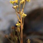 Euphorbia dimorphocaulon Rinde