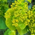 Smyrnium perfoliatum Flower