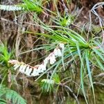 Dracophyllum secundum