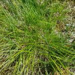 Carex pilulifera ഇല