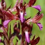 Anacamptis papilionacea Flor