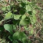 Aristolochia pallida Leaf