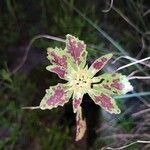 Euphorbia davidii Leaf