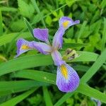 Iris virginica Flower