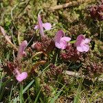 Pedicularis sylvatica Flower