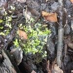 Lemna trisulca Hoja