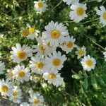 Anthemis maritimaFlor