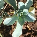 Mertensia maritima Leaf