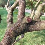 Rhus glabra Corteza