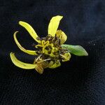 Ligularia fischeri Other
