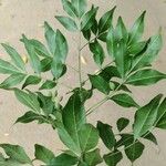 Trichilia elegans Leaf