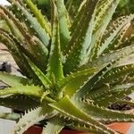Aloe × spinosissima Hoja