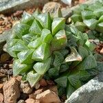 Haworthia mutica Hábito