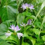 Crinum erubescensBlomma