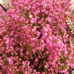 Calluna vulgarisFiore