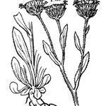Erigeron atticus Mosusu