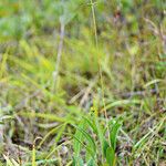 Helianthus occidentalis Habit