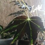 Begonia heracleifolia 叶