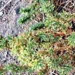Amaranthus blitoides Dalc'h