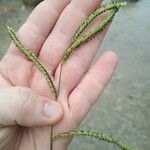 Paspalum dilatatum Flower