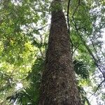 Toona ciliata Habit