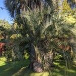 Butia capitata Листок