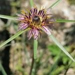 Tragopogon angustifolius 花